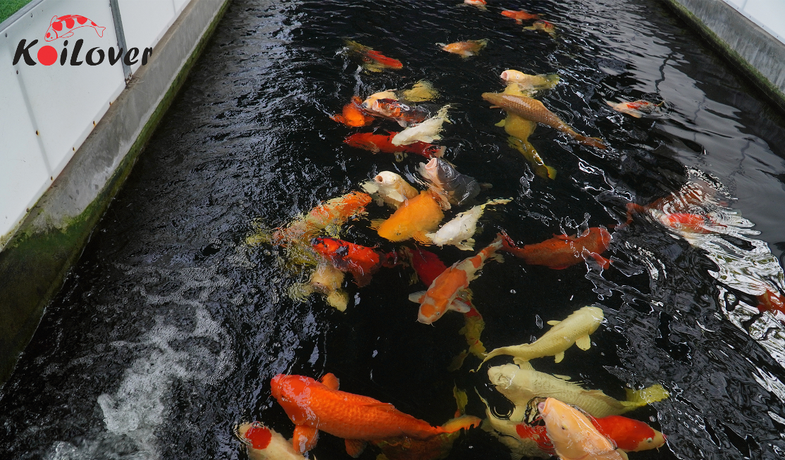 Vai trò của tấm lọc trong hệ sinh thái hồ cá Koi